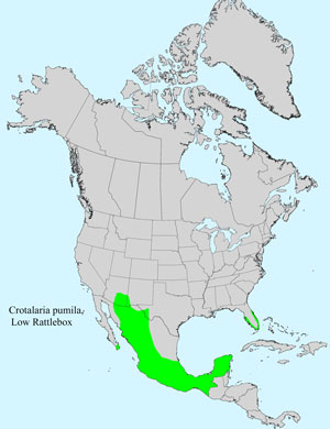 North America species range map for Low Rattlebos, Crotalaria pumila: